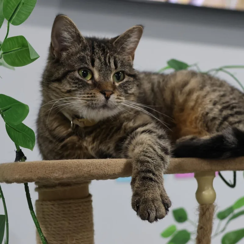 A senior medium-sized female Brown / Chocolate Domestic Short Hair cat named Teddy Bear for adoption in Madison, WI