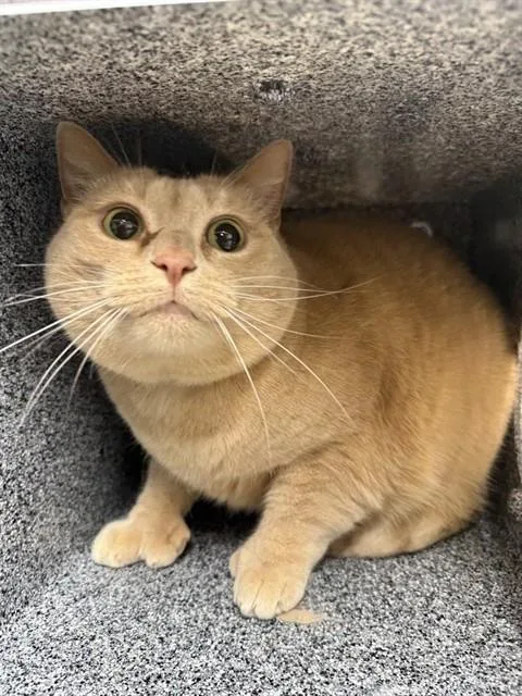 An adult large-sized female Domestic Short Hair cat named Athena for adoption in Fairbanks, AK