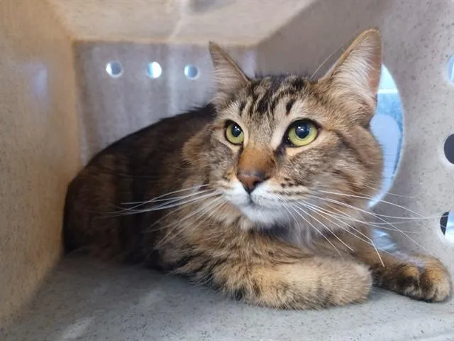 A young medium-sized male Domestic Short Hair cat named Ozzy for adoption in Lancaster, CA