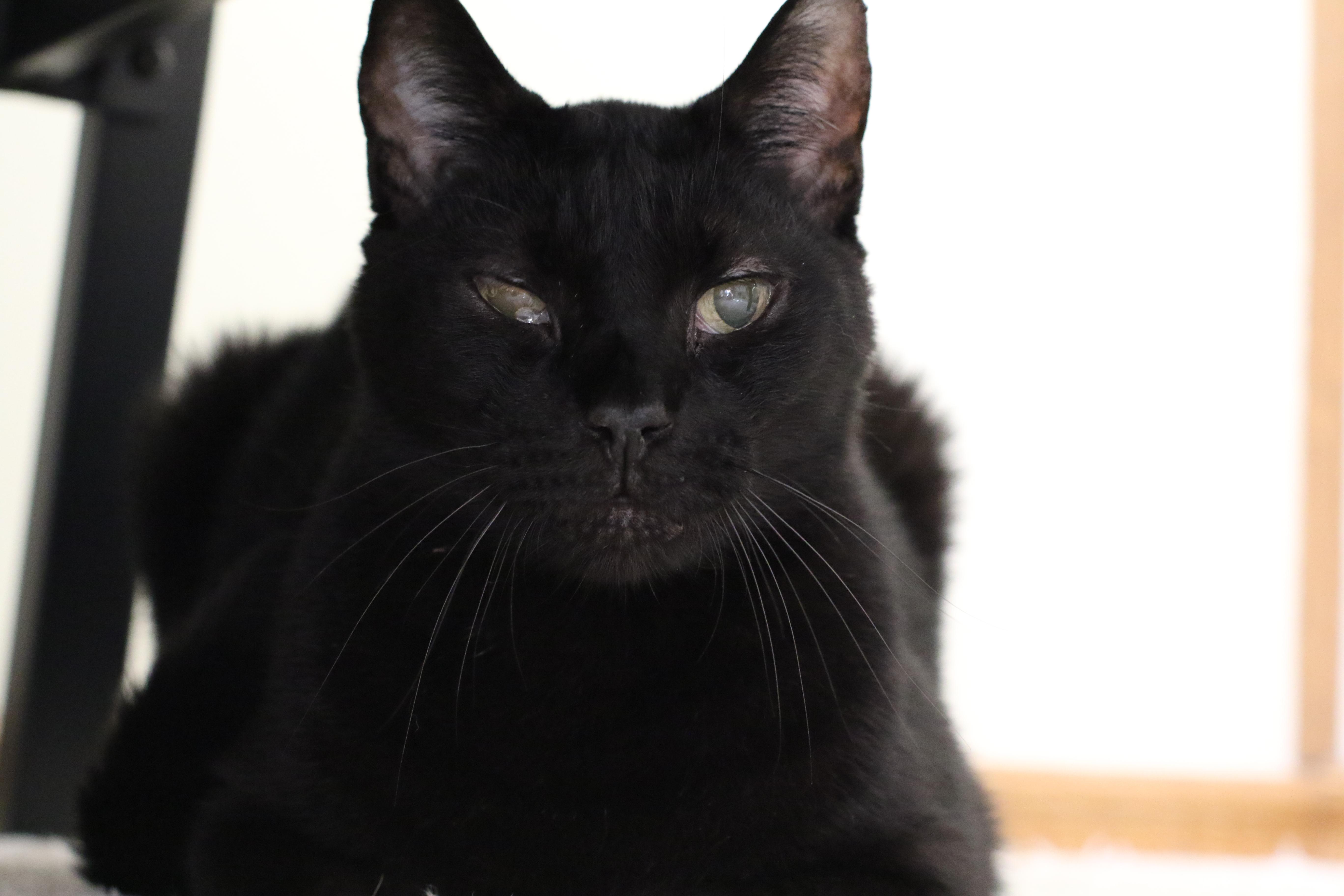 A senior large-sized male Black Domestic Short Hair cat named Groucho for adoption in Palm Coast, FL
