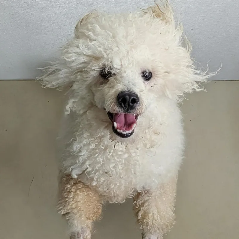 An adult small-sized male White / Cream Poodle dog named Caine Sterling for adoption in Houston, TX