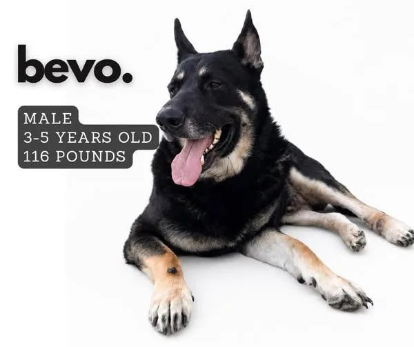 An adult large-sized male German Shepherd Dog dog named Bevo for adoption in Ashland, KY