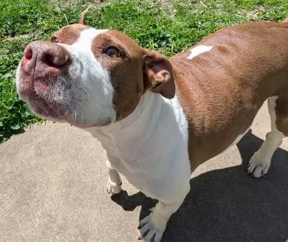 A senior large-sized female Pit Bull Terrier dog named Jessica for adoption in Kansas City, MO