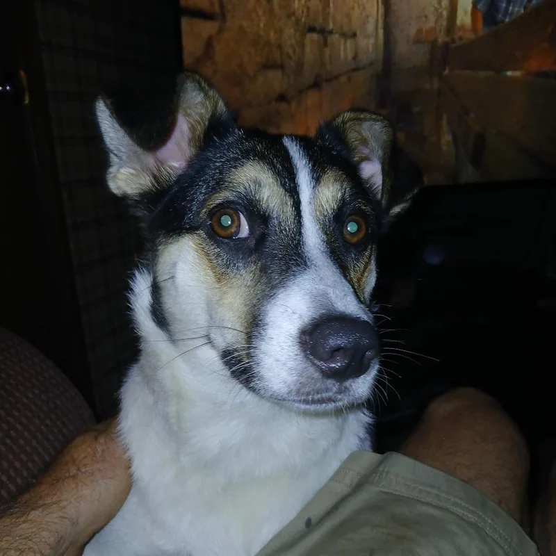 An adult small-sized female Border Collie dog named Lilo D for adoption in Princeton, MN