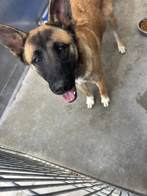 A young large-sized male German Shepherd Dog dog named Sam for adoption in Camarillo, CA