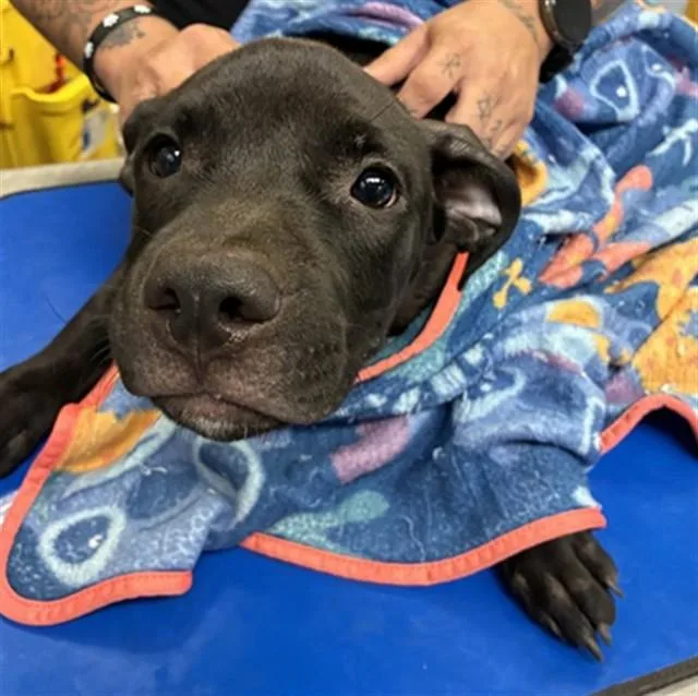 A baby large-sized male Staffordshire Bull Terrier dog named Shrimp for adoption in Phoenix, AZ