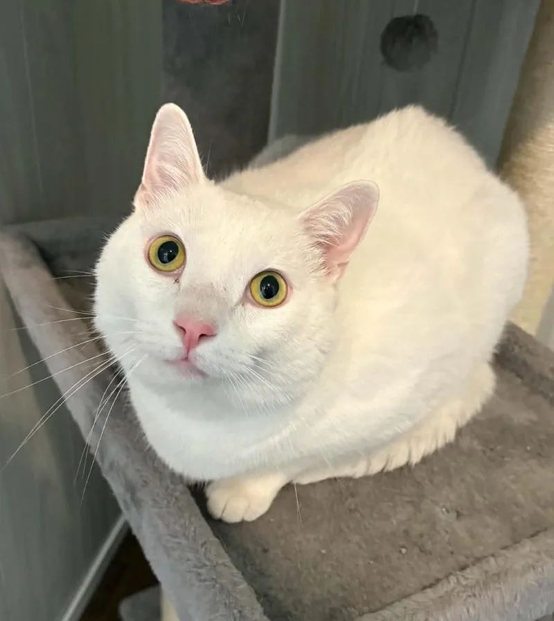 An adult large-sized male White Domestic Short Hair cat named Walker for adoption in Ona, WV