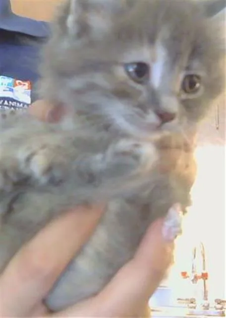 A baby small-sized female Domestic Short Hair cat named Jazz for adoption in Sacramento, CA