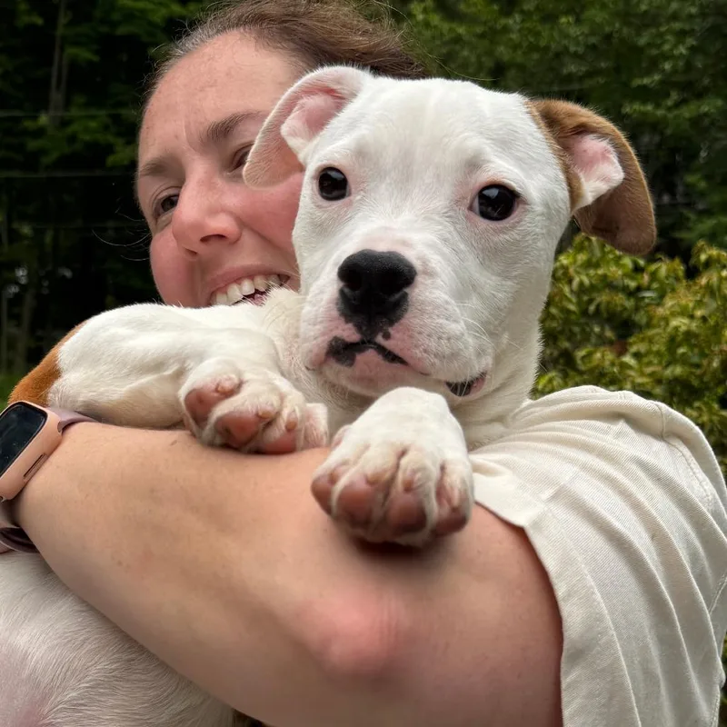 A young medium-sized female White / Cream Boxer dog named NY NooNoo avail Jul for adoption in Stormville, NY