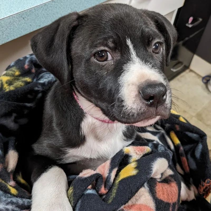 A baby medium-sized female Pit Bull Terrier dog named Stevie PR for adoption in Union, MO