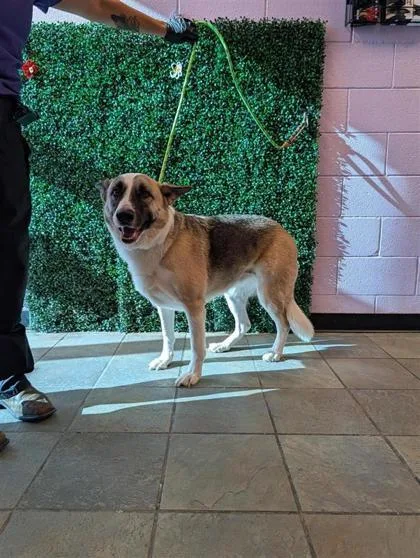 An adult large-sized female Brown / Chocolate Mixed Breed dog named Alexandria for adoption in El Paso, TX
