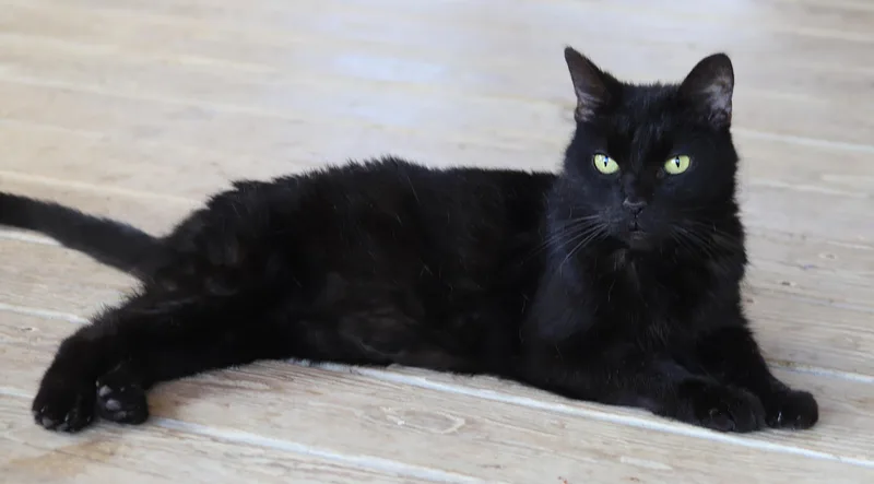 A senior medium-sized female Domestic Short Hair cat named Charlotte for adoption in North Fort Myers, FL