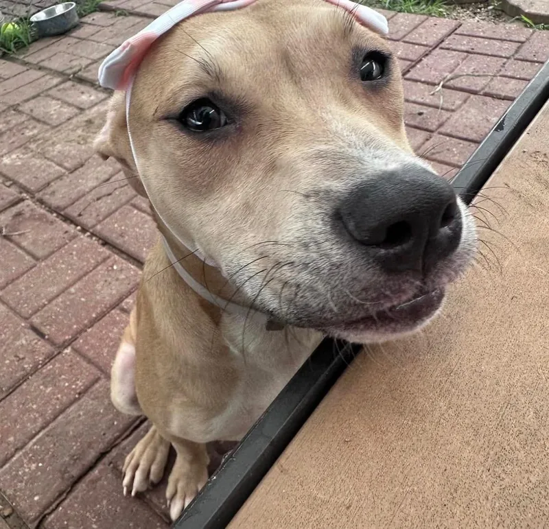 A young medium-sized female Apricot / Beige American Staffordshire Terrier dog named Dory for adoption in Houston, TX