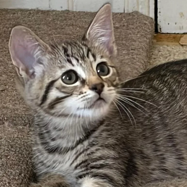 A baby medium-sized male Brown / Chocolate Tabby cat named Sunny for adoption in Central Falls, RI