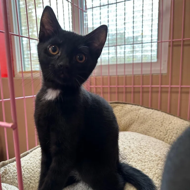 A baby small-sized male Black Domestic Short Hair cat named Kerwin for adoption in Priest River, ID