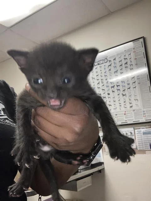A baby small-sized male Domestic Short Hair cat named Japan for adoption in Long Beach, CA