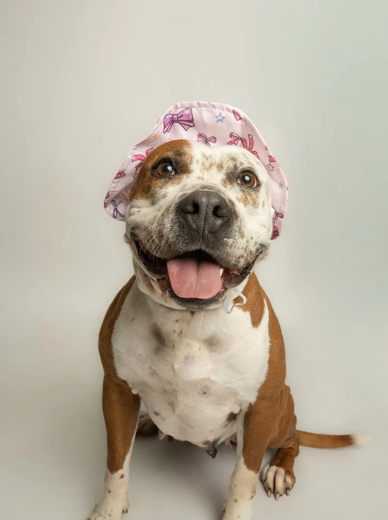 An adult medium-sized female Pit Bull Terrier dog named June Bug for adoption in Richardson, TX