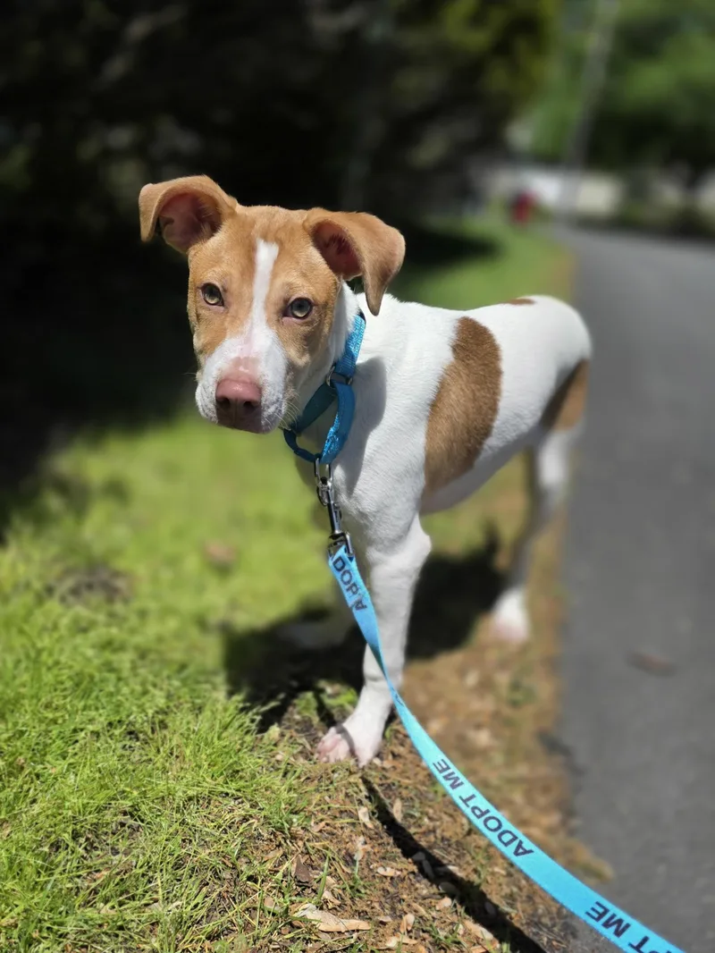 A baby medium-sized male White / Cream Mixed Breed dog named Linus for adoption in Wayne, NJ