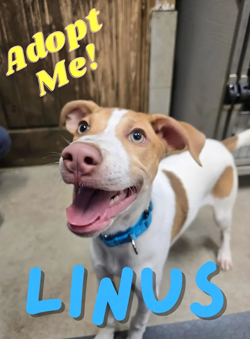 Linus thumbnail 6
