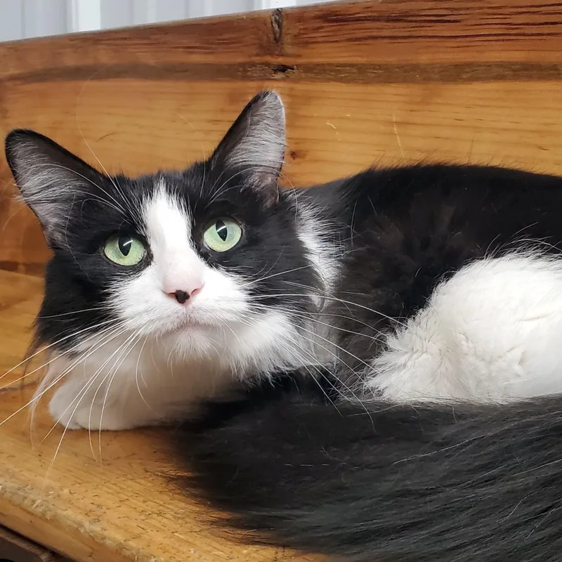 A young medium-sized female Black & White / Tuxedo Domestic Medium Hair cat named Oreo for adoption in Marseilles, IL