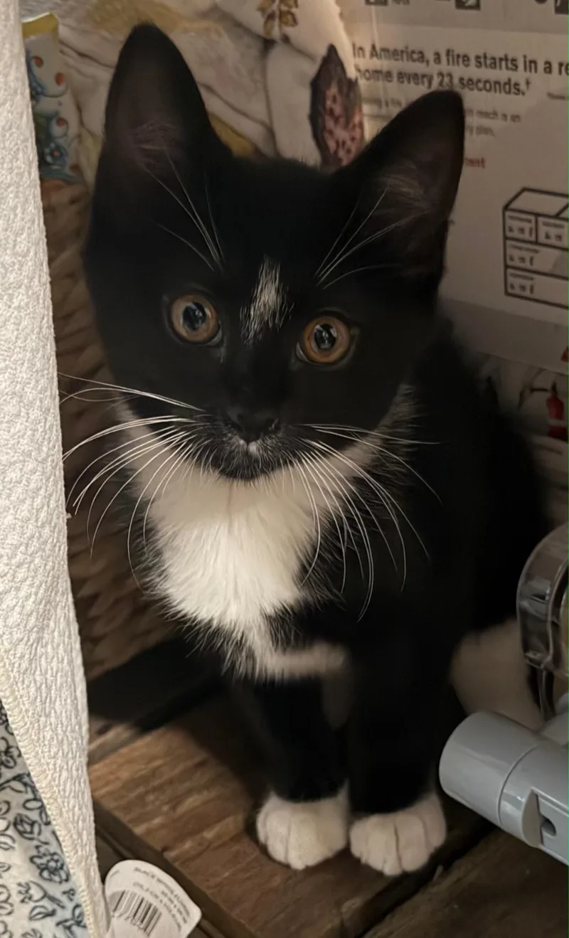 A baby medium-sized female Black & White / Tuxedo Domestic Short Hair cat named Raven for adoption in Clayton, NJ