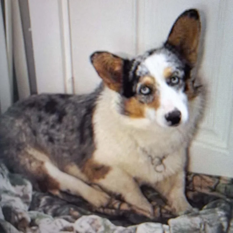 An adult medium-sized male Black Cardigan Welsh Corgi dog named Chester for adoption in Boaz, AL