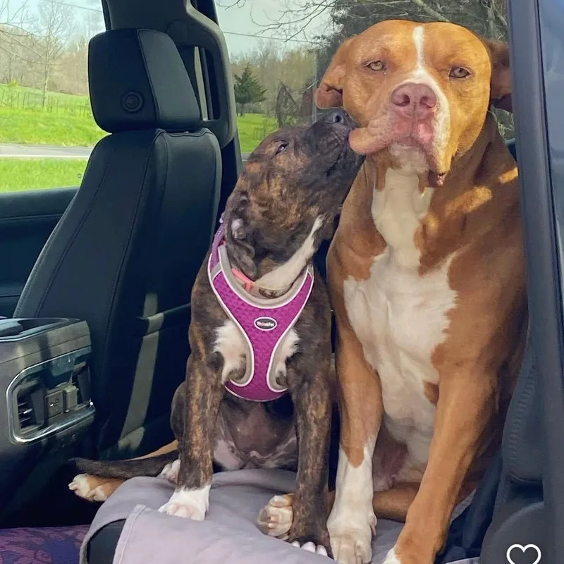 An adult medium-sized female Brindle Mixed Breed dog named Petunia for adoption in New York, NY