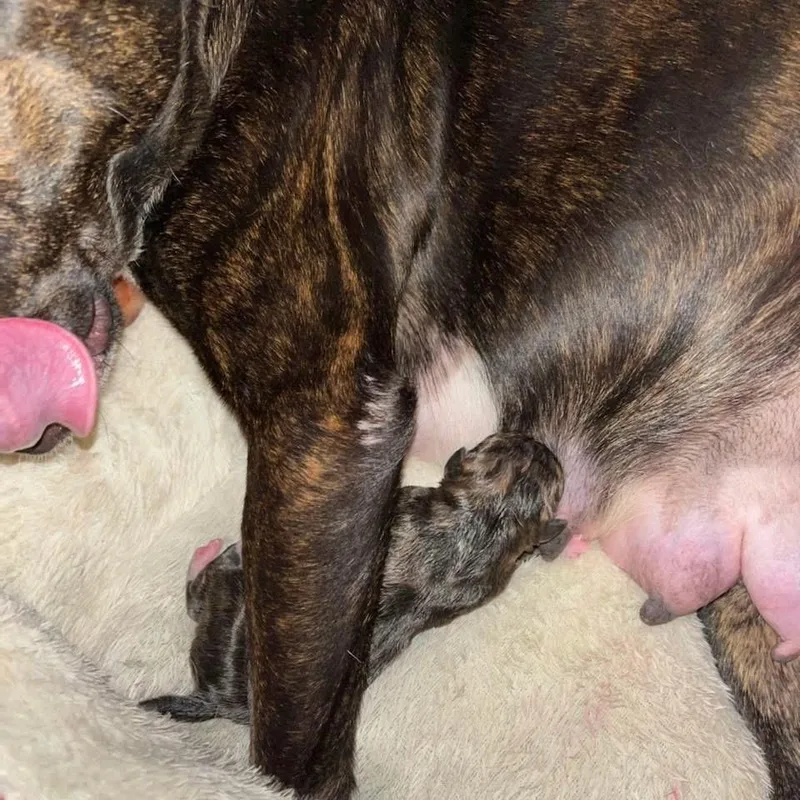 Petunia thumbnail 2