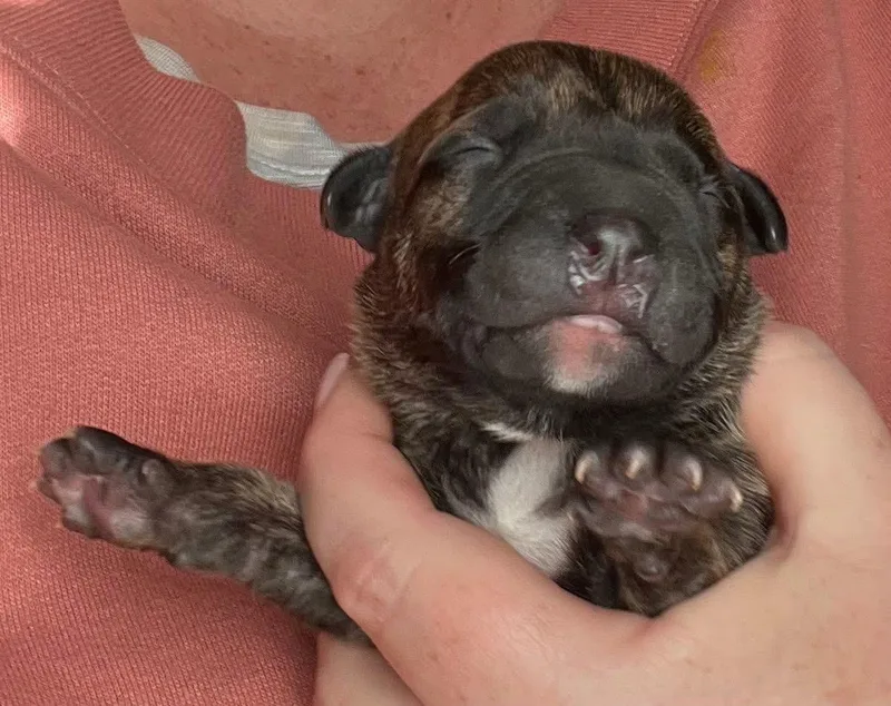 Petunia thumbnail 5