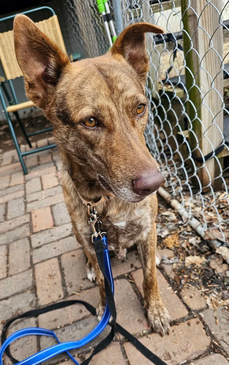 A young medium-sized male Shepherd dog named Dutch for adoption in De Pere, WI