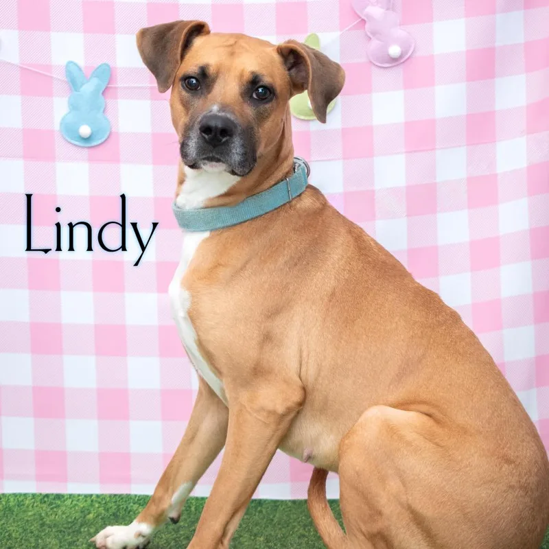 Lindy