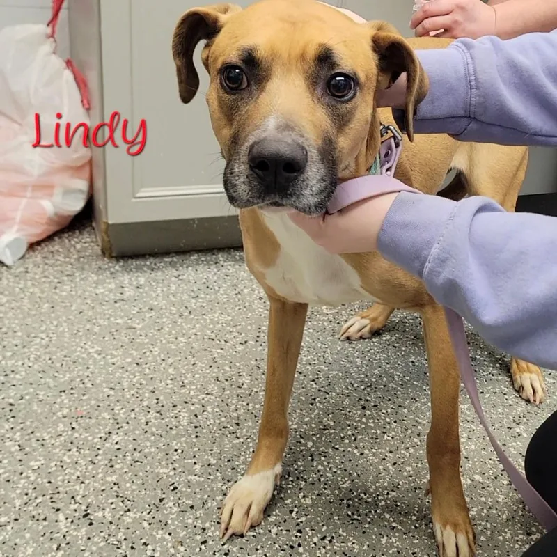Lindy thumbnail 2