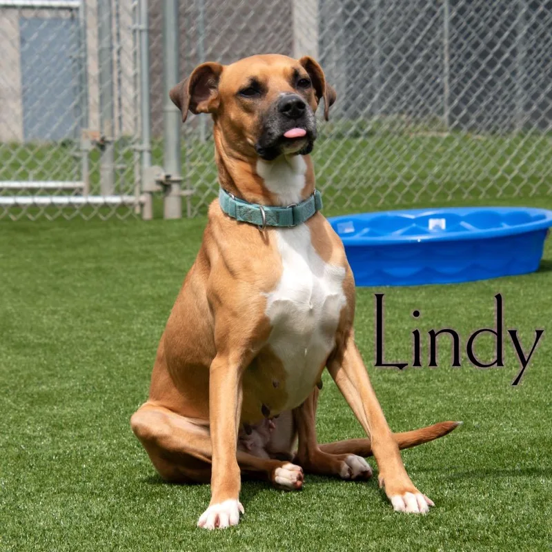 Lindy thumbnail 3