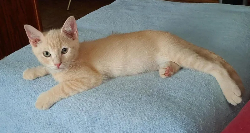 A baby small-sized male Orange / Red Domestic Short Hair cat named Julius for adoption in Phoenix, AZ