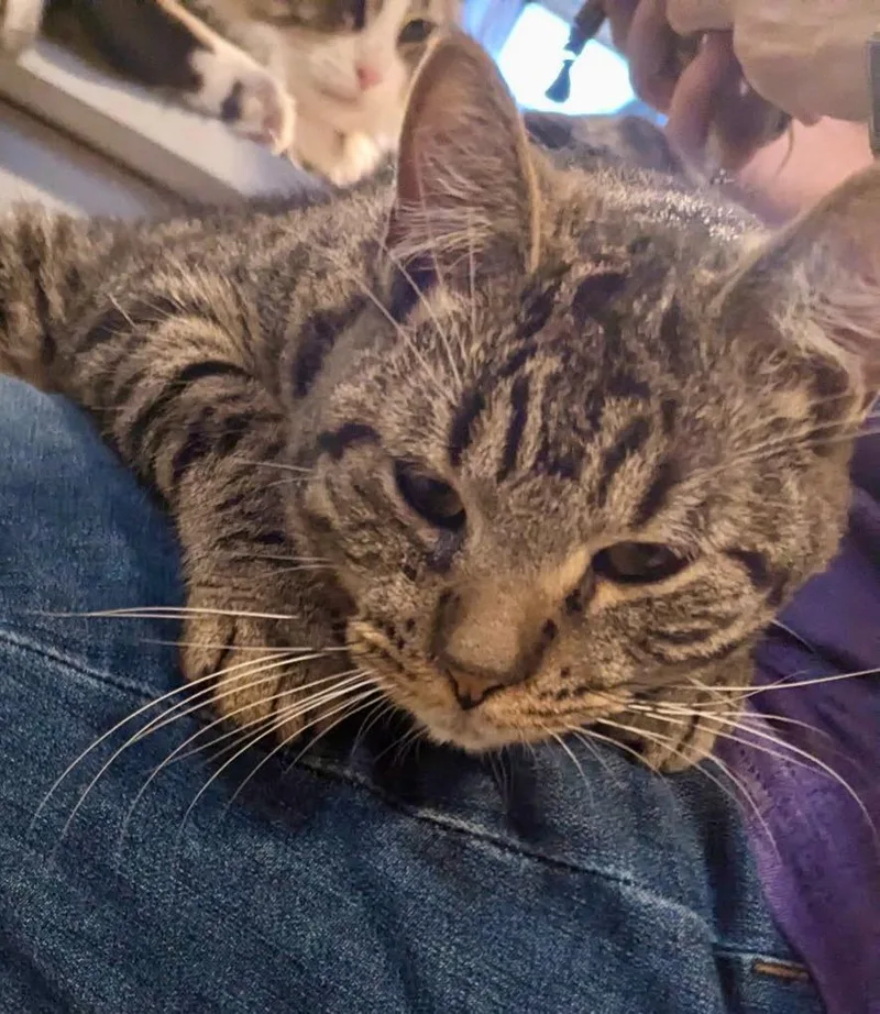 A young medium-sized male Domestic Short Hair cat named Bart for adoption in Rice Lake, WI