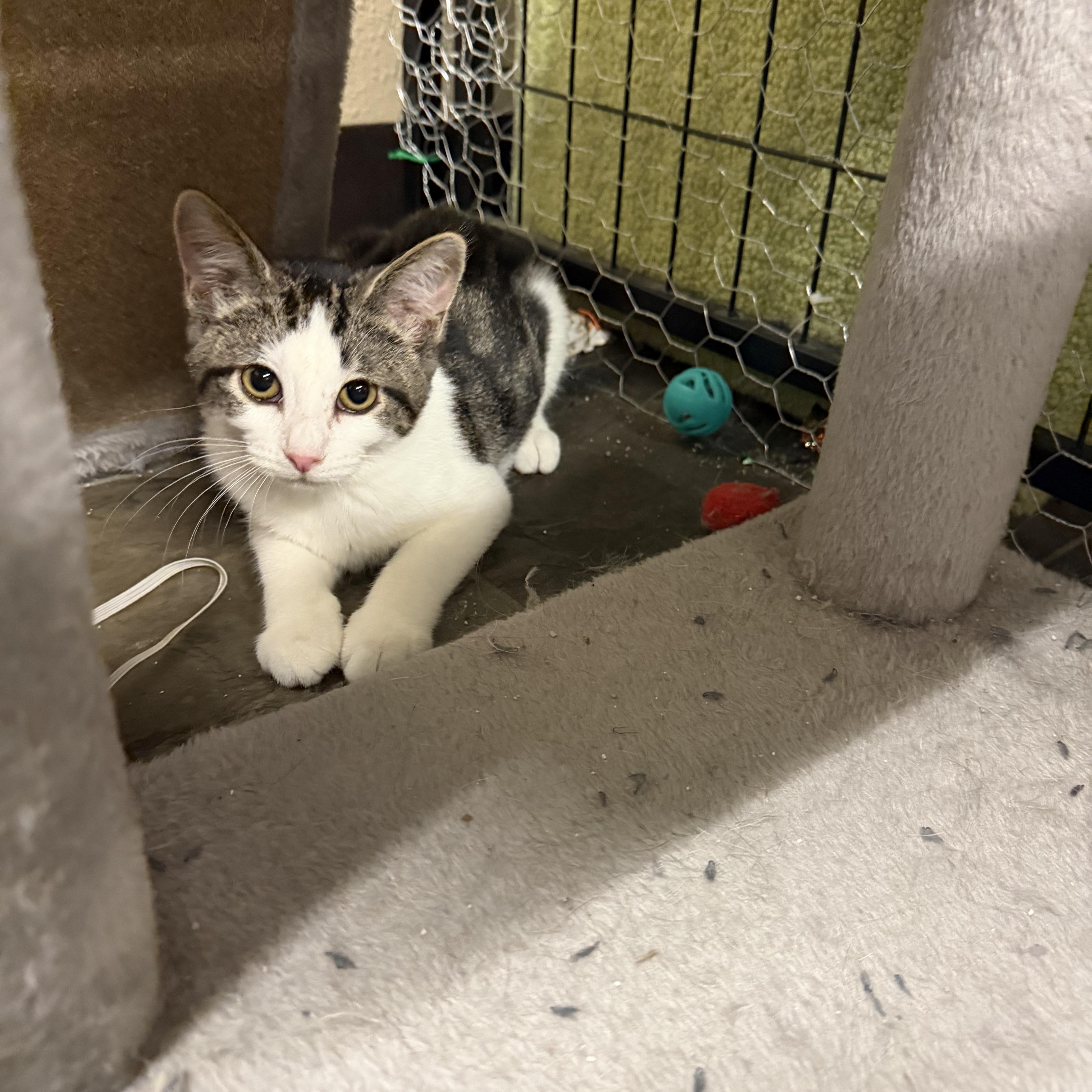 A baby small-sized female Tabby (Brown / Chocolate) Domestic Short Hair cat named Mickey for adoption in Mauston, WI