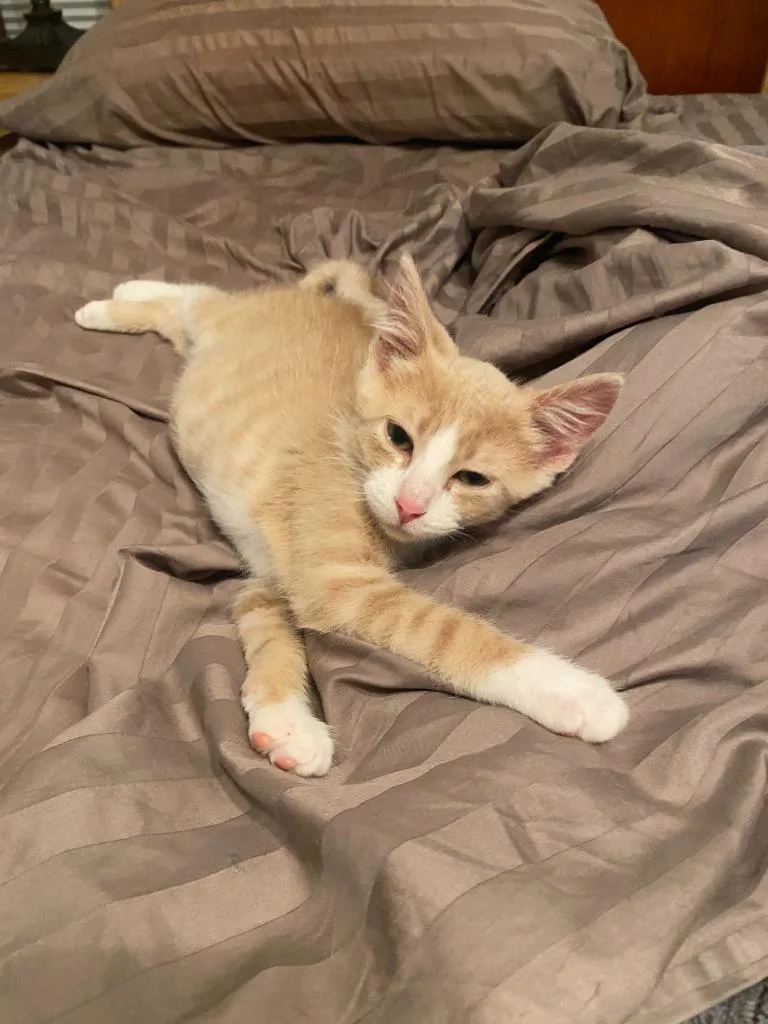 A baby small-sized male Domestic Short Hair cat named Agent Cedric for adoption in Minneapolis, MN