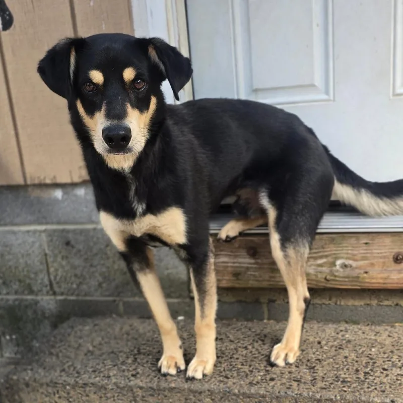 An adult medium-sized male Black Labrador Retriever dog named Rubix L for adoption in Watertown, NY