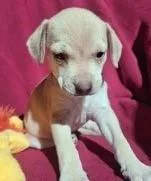 A baby small-sized male Apricot / Beige Chihuahua dog named Napper for adoption in fort worth, TX