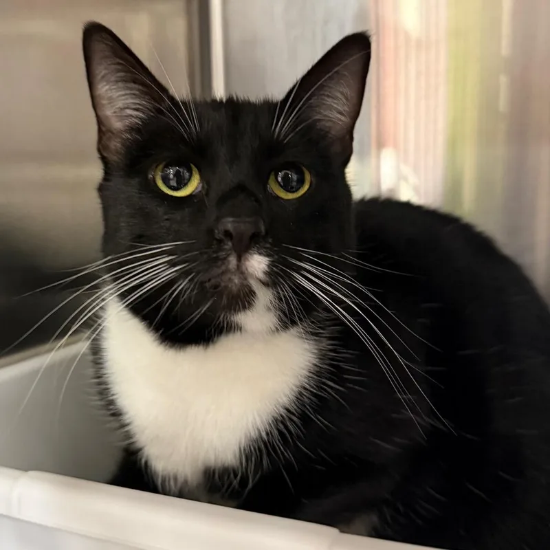 An adult large-sized female Domestic Short Hair cat named Tatiana for adoption in Spokane, WA