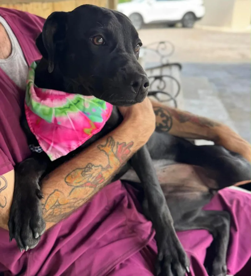 A baby large-sized female Terrier dog named Wrinkles  Local Puppy for adoption in Princeton, MA