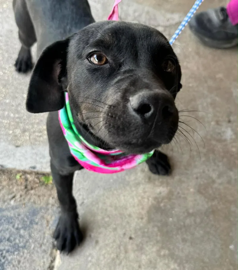 Wrinkles  Local Puppy thumbnail 2