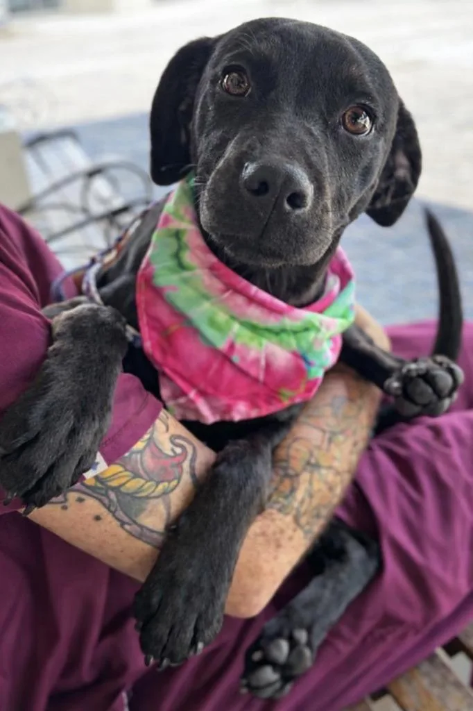 Wrinkles  Local Puppy thumbnail 3