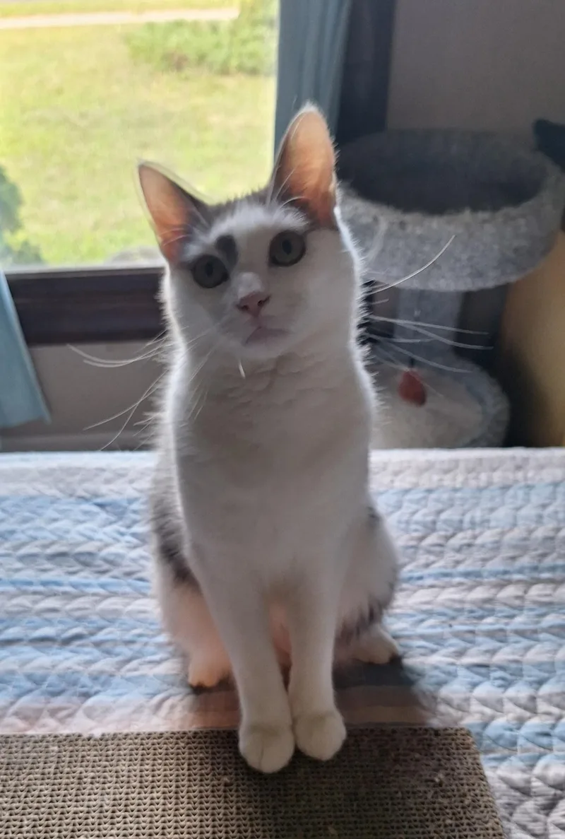 A young medium-sized male Tabby (Gray / Blue / Silver) Domestic Short Hair cat named Ollie for adoption in Turnersville, NJ