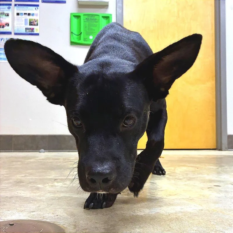 A young medium-sized male Black Basset Hound dog named Derpy U for adoption in Tupelo, MS