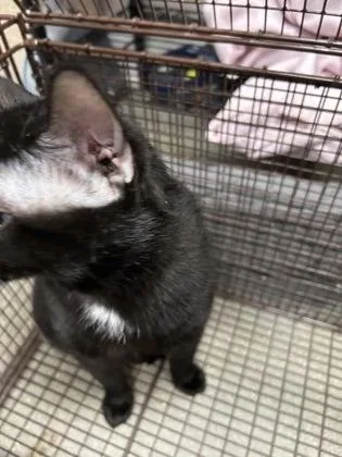 A young medium-sized male Domestic Short Hair cat named Zinc for adoption in Janesville, WI