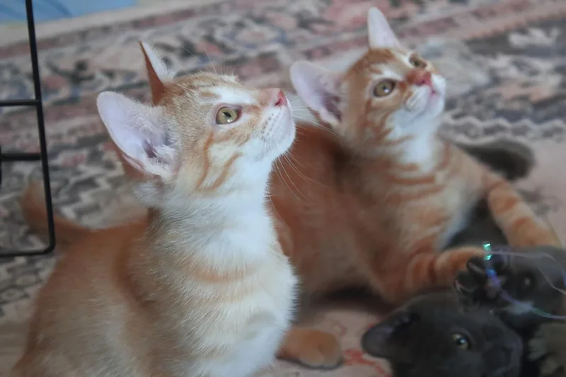 A baby medium-sized male Orange / Red Domestic Short Hair cat named Ozzy Moon for adoption in Chandler, AZ
