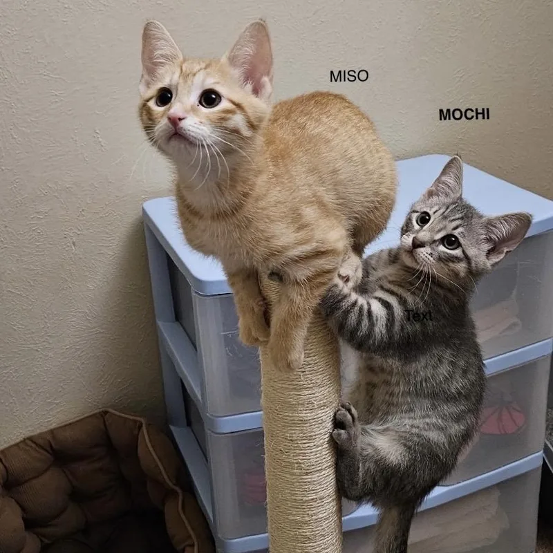 A baby small-sized male Orange / Red Domestic Short Hair cat named Miso for adoption in Flower Mound, TX