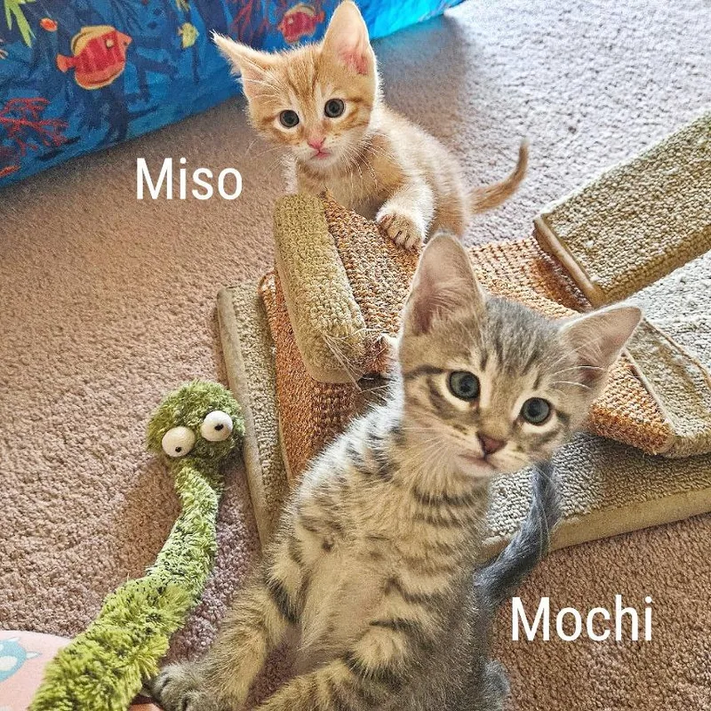 Miso thumbnail 2