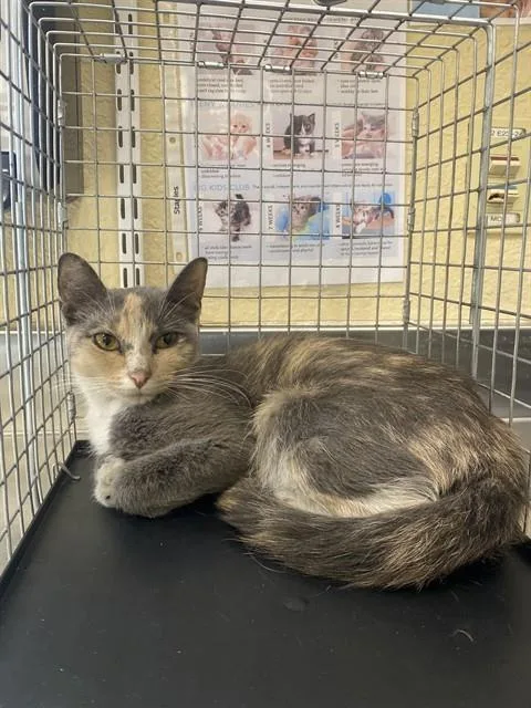 A young small-sized female Domestic Short Hair cat named Samus for adoption in Fort Myers, FL